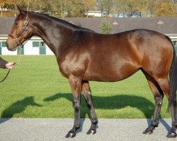 broodmare Zardaba xx (Thoroughbred, 2007, from Choisir xx)