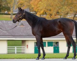 broodmare Zimaniya xx (Thoroughbred, 2018, from Iffraaj xx)