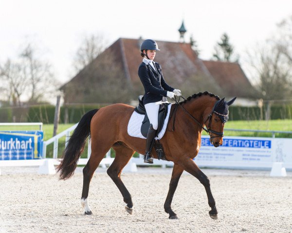 dressage horse Sir Emil (Hanoverian, 2018, from Escolar)