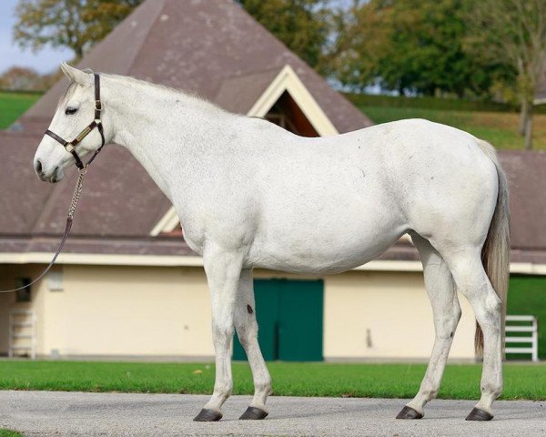 broodmare Zerkaza xx (Thoroughbred, 2010, from Dalakhani xx)