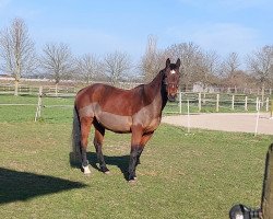 dressage horse Spencer (Bavarian, 2008, from Spielberg)