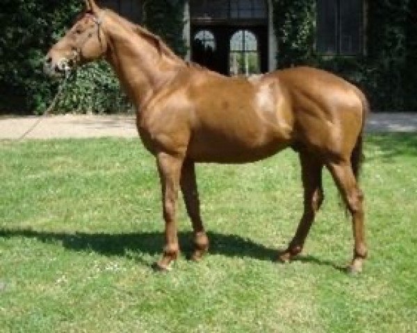stallion Ragmar xx (Thoroughbred, 1993, from Tropular xx)