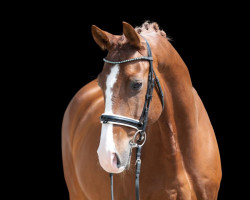 dressage horse Dicaprio 9 (German Sport Horse, 2014, from Dimaggio)