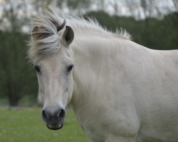 Zuchtstute Dina (Fjordpferd, 2008, von Helge)