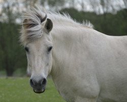 broodmare Dina (Fjord Horse, 2008, from Helge)