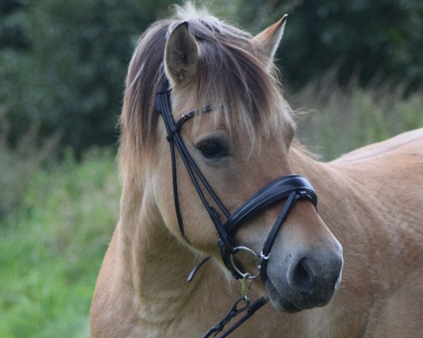 broodmare Duana (Fjord Horse, 2009, from Helge)