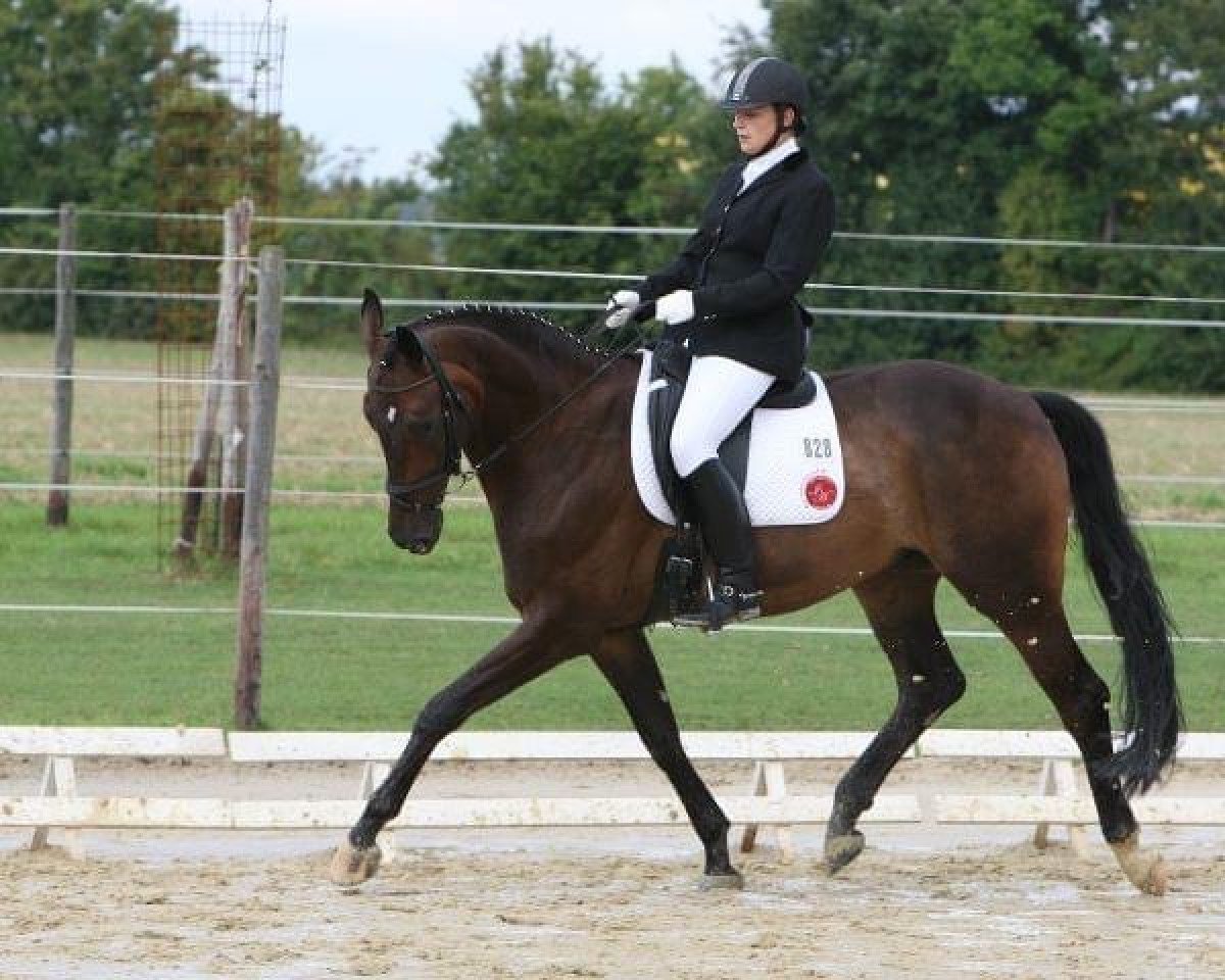 dressage horse Sushi San (Oldenburg, 2005, from Sandro Hit)