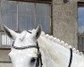 dressage horse Benown Ross (Connemara Pony, 2016, from Kinvara Boy)