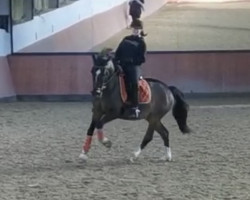 Springpferd Holsteins Caruso (Deutsches Reitpony, 2015, von Comme Ci Comme Ca 6)