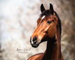 jumper E.rubertha R61 (KWPN (Royal Dutch Sporthorse), 2009, from Namelus R)