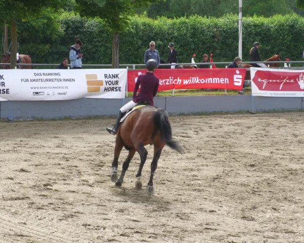Reitturnier Billigheim 2023