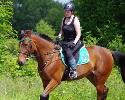 horse Sunny Canpro (Traber, 2003, from Canadian Pro (US))