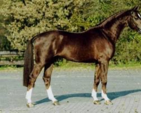 stallion Amaro van het Vennehof (Belgian Warmblood, 2000, from Triomphe de Muze)