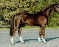 Deckhengst Amaro van het Vennehof (Belgisches Warmblut, 2000, von Triomphe de Muze)