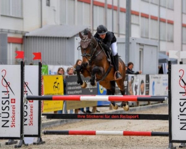 jumper Ladina V. Pferdeparadies CH (Swiss Warmblood, 2008, from Lady Lover R)