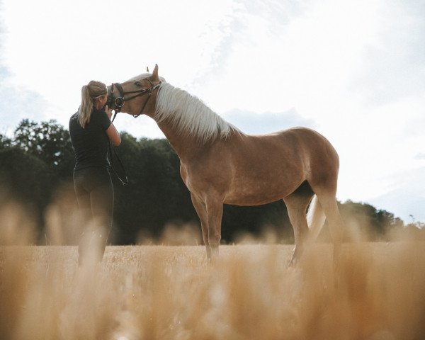 dressage horse Diana (Haflinger, 2019, from Amore Mio)
