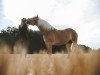 dressage horse Diana (Haflinger, 2019, from Amore Mio)