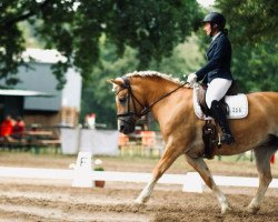 dressage horse Franzi 104 (Haflinger, 2007, from Nostradamus)