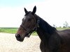 broodmare La Fee (Oldenburg show jumper, 2005, from L'Ami)