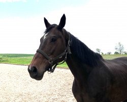 broodmare La Fee (Oldenburg show jumper, 2005, from L'Ami)