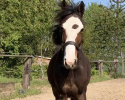 horse Lucky Girl (Deutsches Sportpferd, 2022, from Hagbar du Lozon)