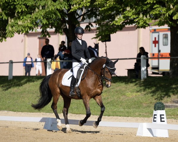 dressage horse Carlido (Rhinelander, 2004, from Calido Ass)