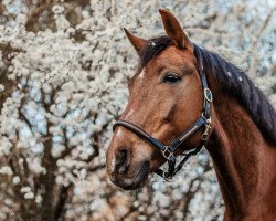 dressage horse Feinherb (Oldenburg, 2015, from For Romance I)