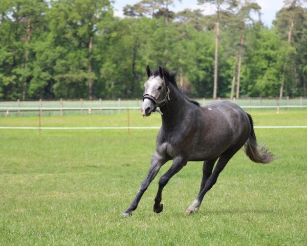 jumper Herr Hicksi (Westphalian, 2020, from Hickstead White)