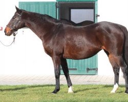 broodmare Zanara xx (Thoroughbred, 1998, from Kahyasi xx)