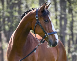 broodmare Tamy von Worrenberg (Oldenburg show jumper, 2015, from Tangelo van de Zuuthoeve)