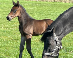 Springpferd Carabas Z (Zangersheide Reitpferd, 2023, von Corlou PS)