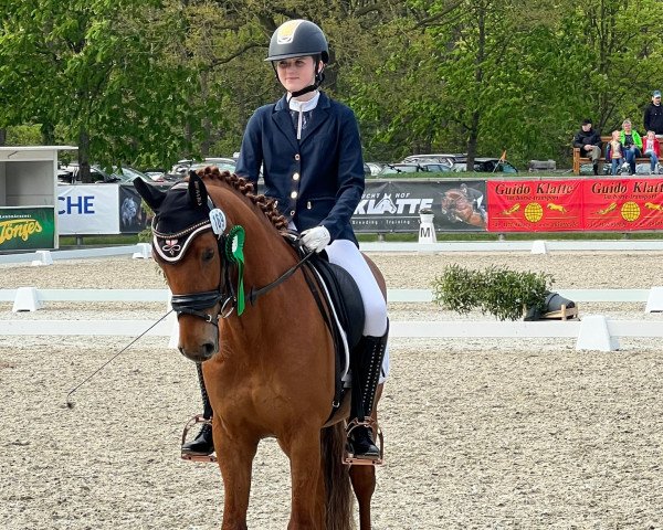 dressage horse Pitti Pit (German Riding Pony, 2015, from Playback)