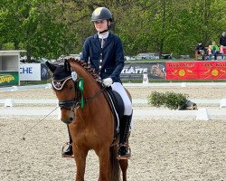 dressage horse Pitti Pit (German Riding Pony, 2015, from Playback)