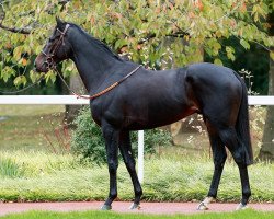 horse Zanndabad xx (Thoroughbred, 2019, from Iffraaj xx)