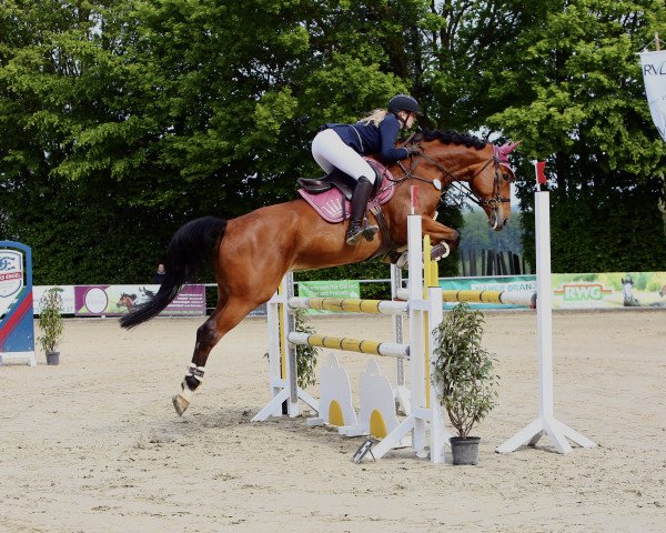 jumper La Fayette 51 (German Sport Horse, 2014, from Lord Nobel S)