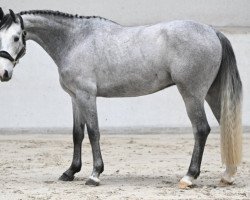 Springpferd Tresor van de Molenhoeve (Belgisches Warmblut, 2019, von Breemeersen Cornet Star)