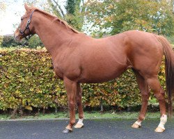 broodmare Zaralanta xx (Thoroughbred, 2006, from Danehill Dancer xx)