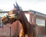 jumper Atlantic Curley (Irish horse, 2016, from Atlantic Sparkey)