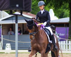 dressage horse Quintus T (Hanoverian, 2015, from Quantensprung 3)