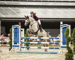 dressage horse Sterntaler (Westphalian, 2011, from Con Chello)