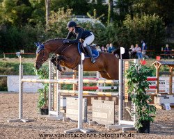 jumper Lefevre Son (German Sport Horse, 2009, from Lefevre)