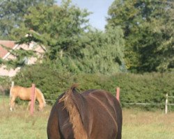 broodmare Dina Dinelli (German Riding Pony, 1992, from Domingo)