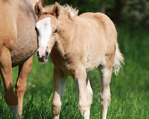 Dressurpferd Stute von FS Next Diamond (Deutsches Reitpony, 2023, von FS Next Diamond)