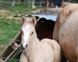 Dressurpferd Stute, FS Numero Uno (Deutsches Reitpony, 2022, von Fs Numero Uno)