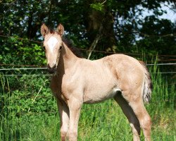 dressage horse SF Neverland WE x Cosima (German Riding Pony, 2023, from Neverland WE)