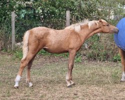 dressage horse SF FS Day by Day x Cosima (German Riding Pony, 2022, from FS Day By Day)