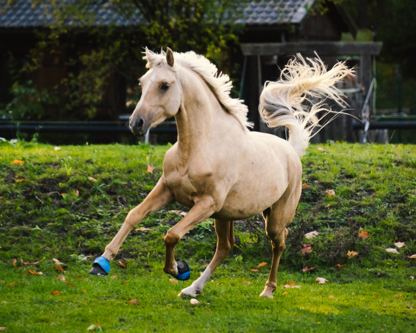 Dressurpferd Topas Ciziano (Deutsches Reitpony, 2019, von Cassini)