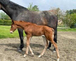 jumper Catootje Z (Zangersheide riding horse, 2023, from Count On Me Z)