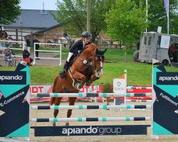 jumper Captain Campino (Hanoverian, 2017, from Confidento)