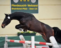 dressage horse Sommertraum GM (German Warmblood, 2012, from So What a Feeling)